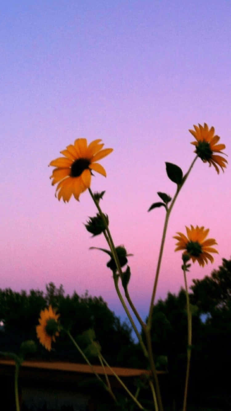 A Field Of Vibrant Yellow And Vibrant Sunflowers Wallpaper