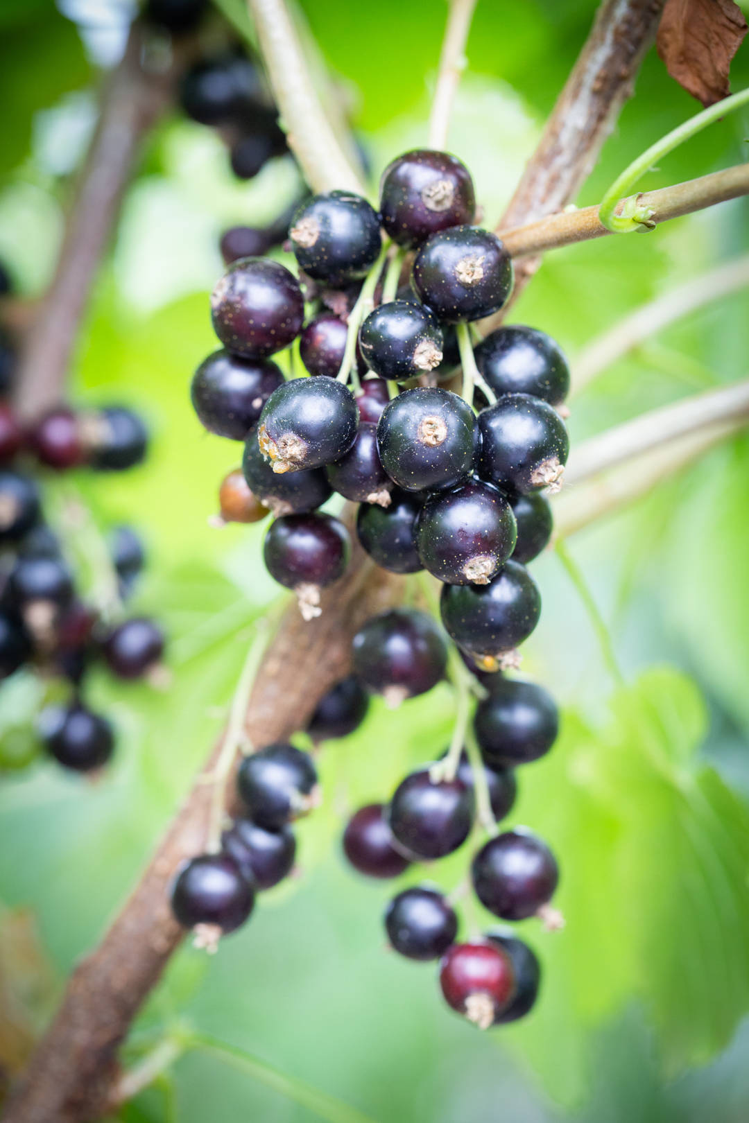 A Filtered Hanging Blackcurrant Wallpaper