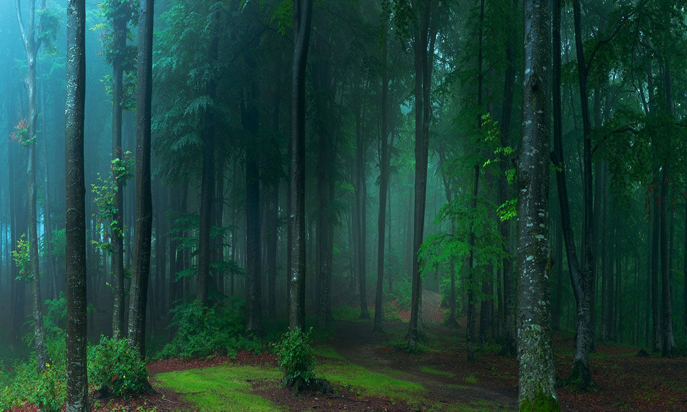 A Forest With A Path And Trees Wallpaper