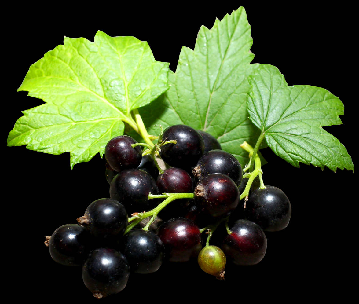 A Fresh Blackcurrant Wallpaper