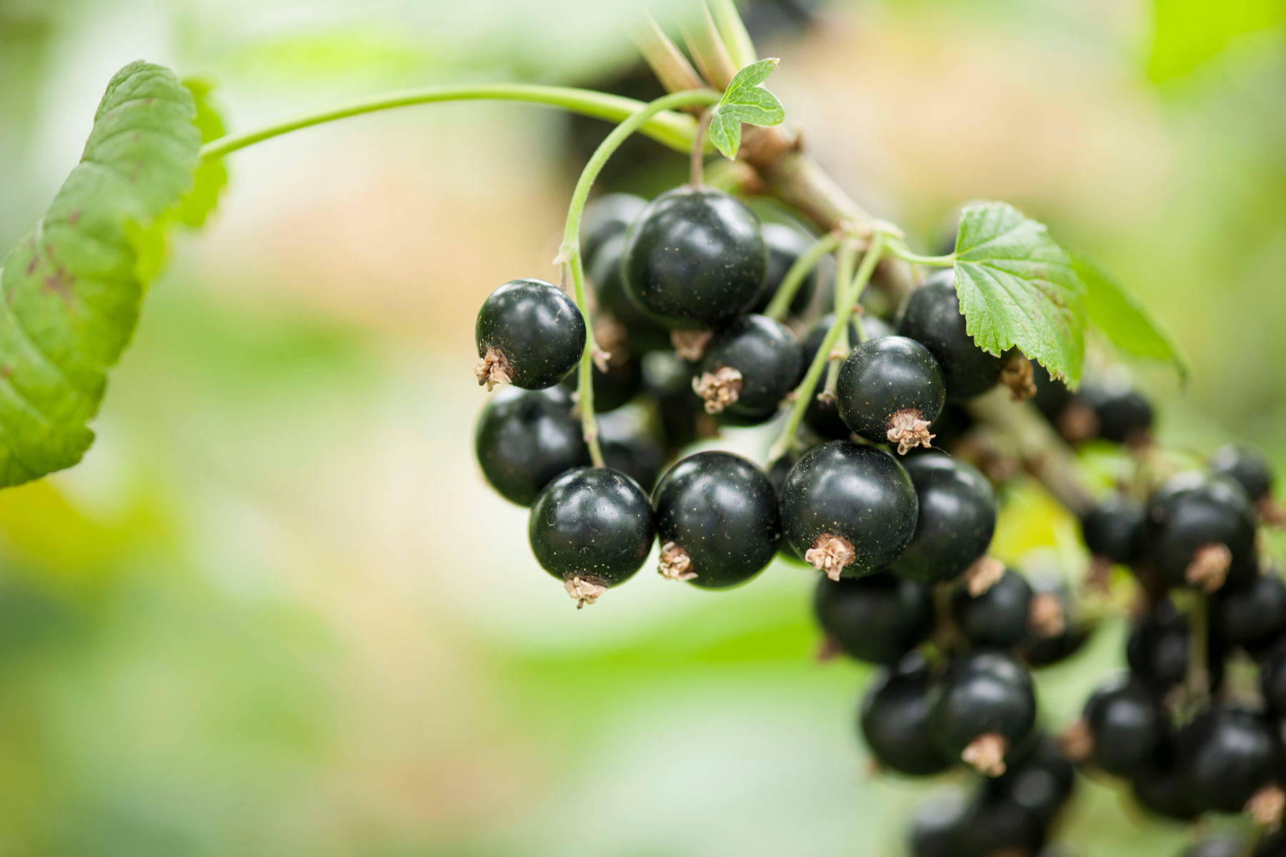 A Fruitful Blackcurrant Wallpaper