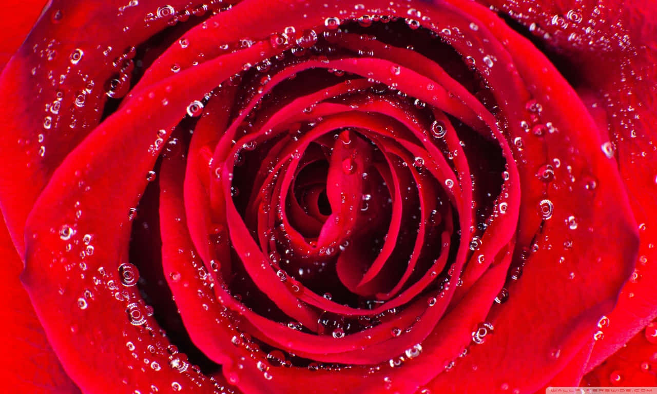 A Glowing Rose In Vibrant Red & Pink Wallpaper