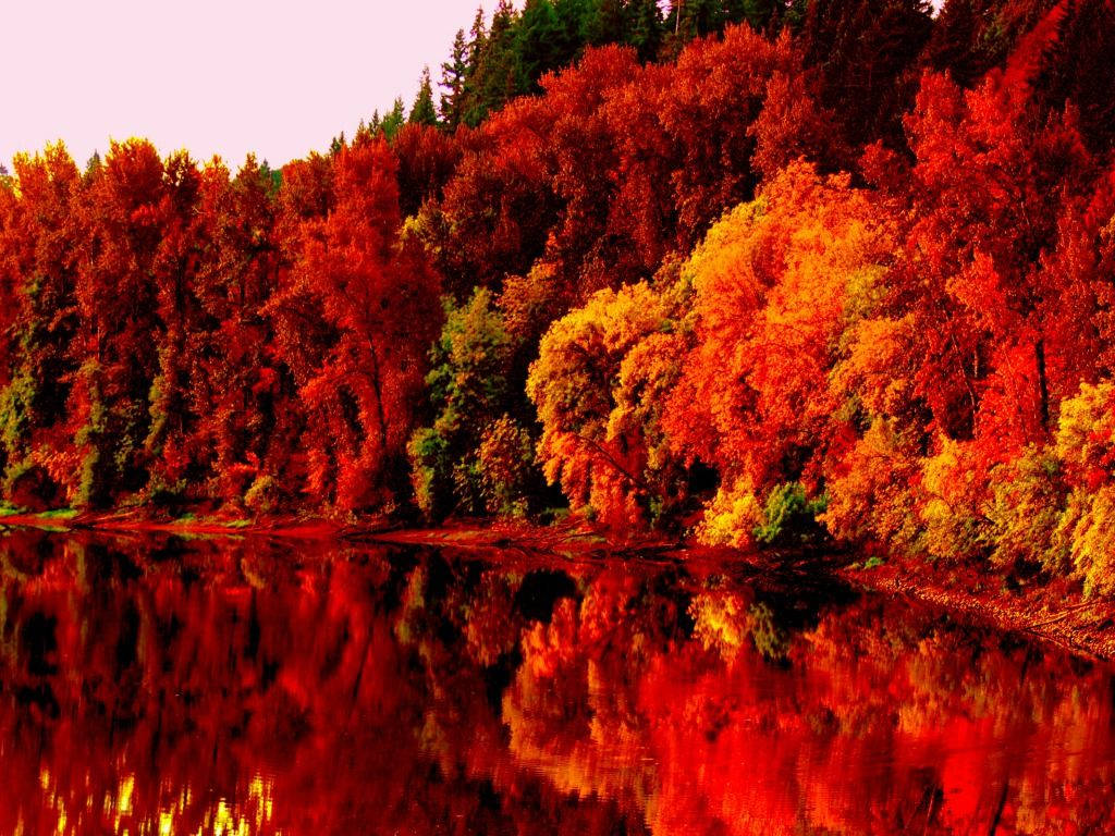 A Golden Blanket Of Leaves Under The Autumn Sky Wallpaper