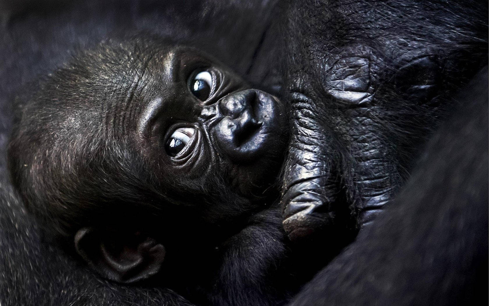 A Gorilla Sitting On A Desktop Wallpaper