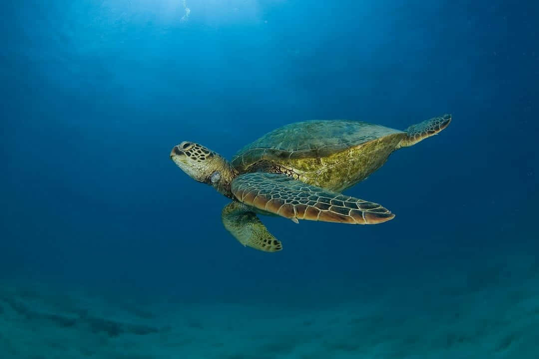 A Green Sea Turtle Swimming In The Ocean Wallpaper