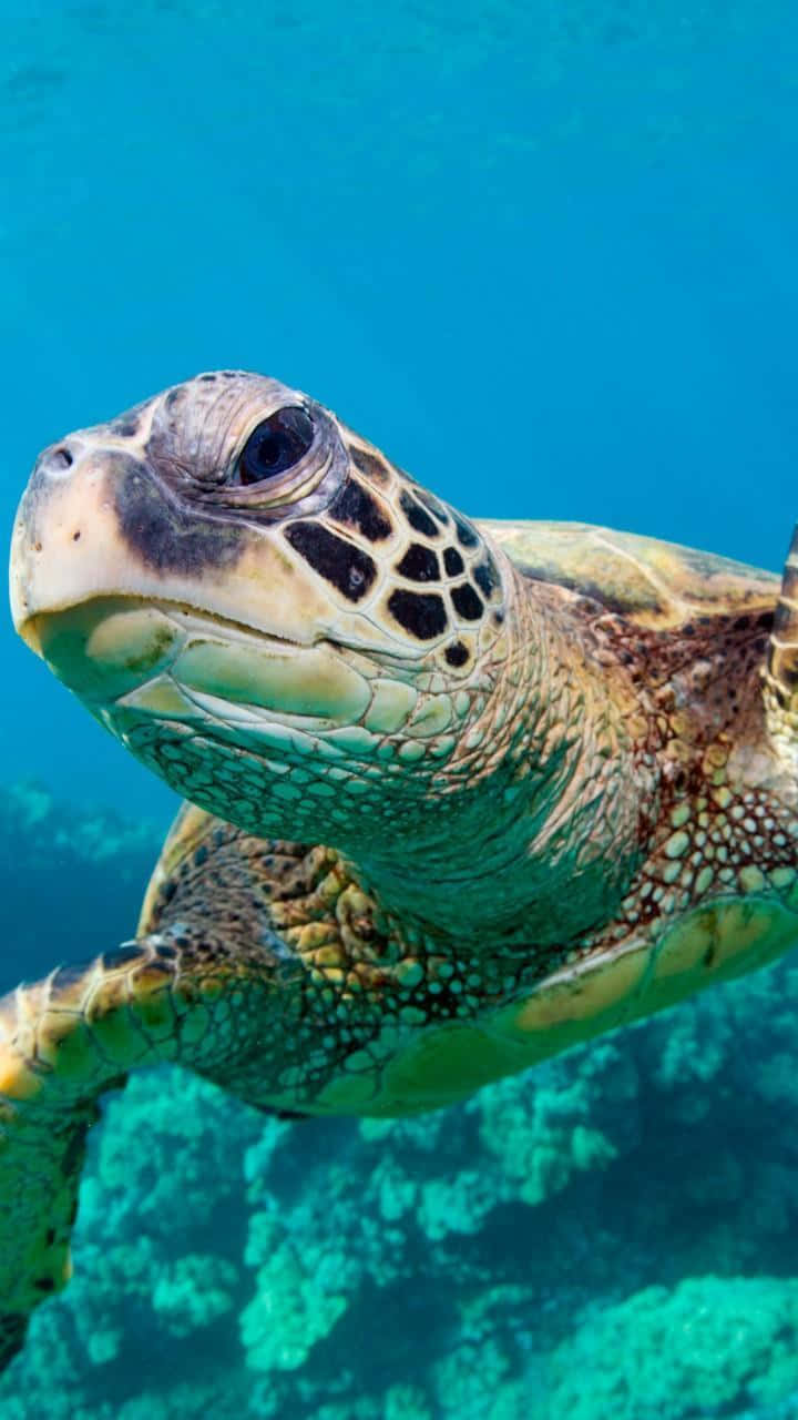 A Green Turtle Swimming In The Ocean Wallpaper