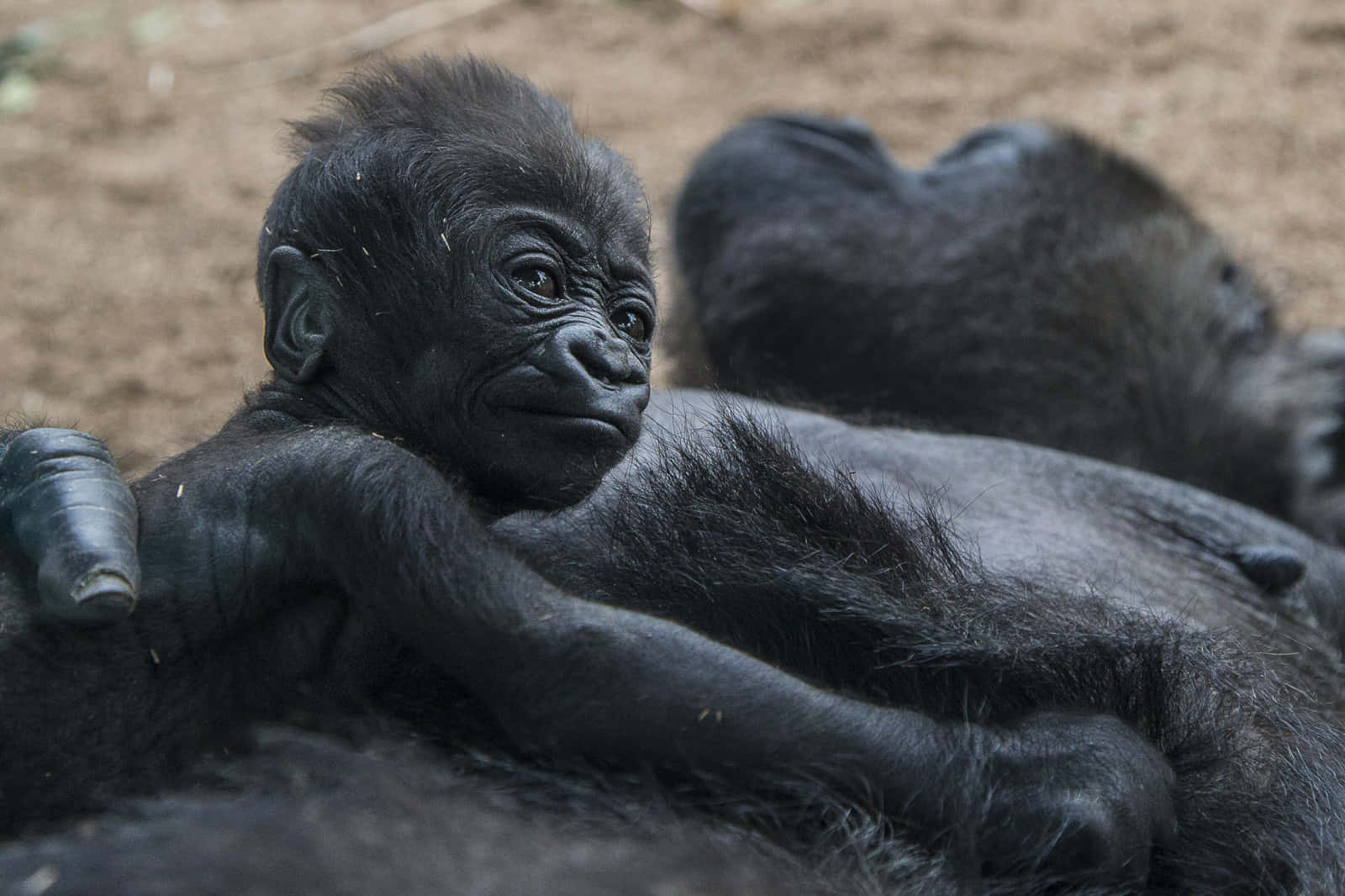 A Happy And Cute Gorilla Enjoying The Sunshine Wallpaper