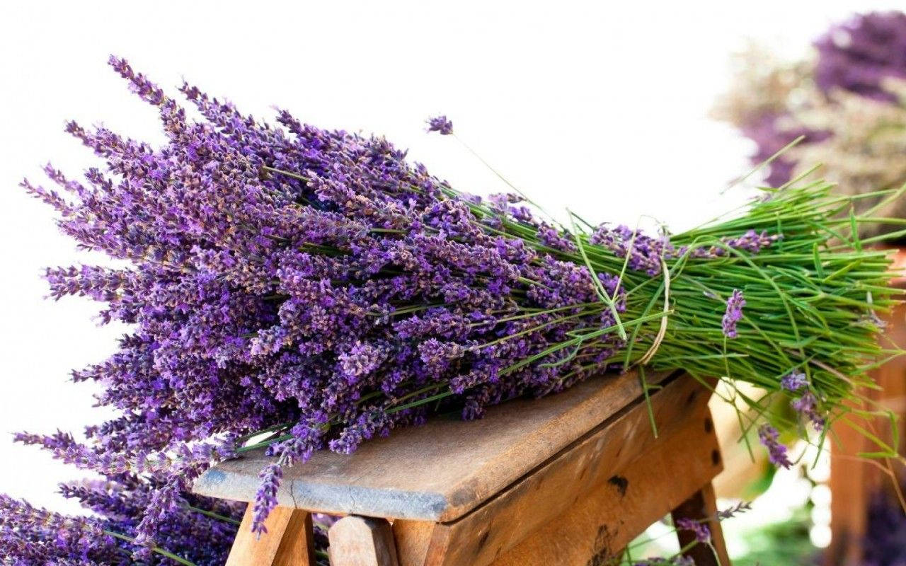 A Lavender Bouquet Captures A Soothing Aroma Wallpaper