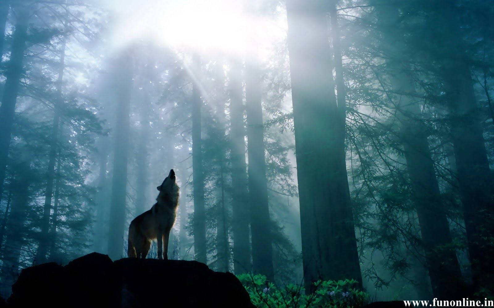 A Lone Wolf Wandering Through The Dark Forest Wallpaper