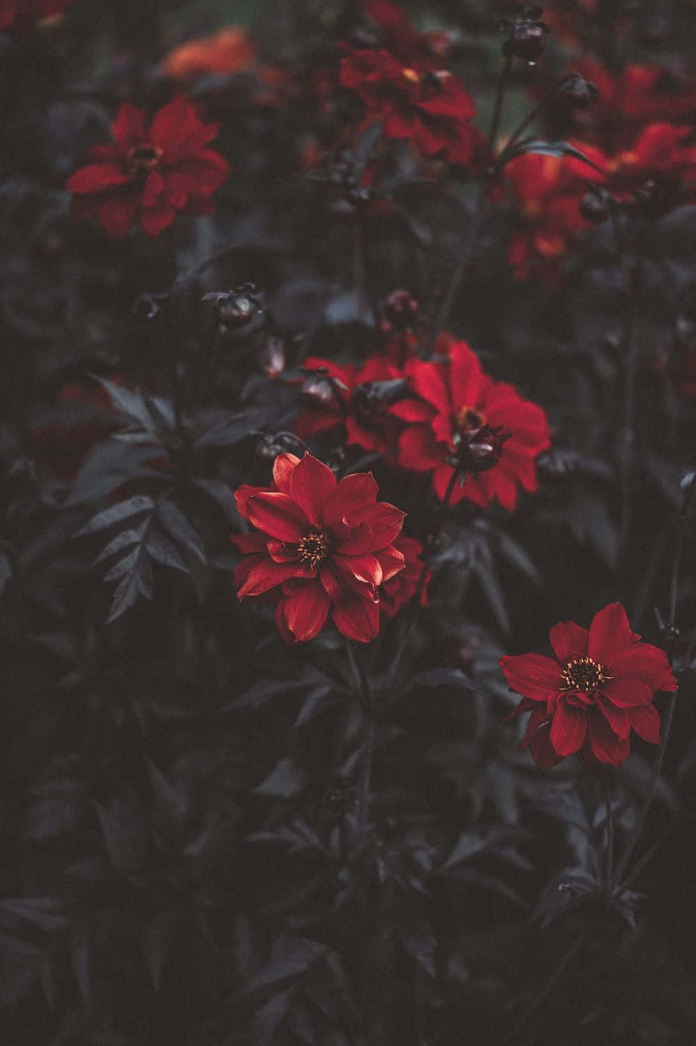 A Lush, Vibrant Red Rose, Symbolizing The Beauty And Power Of Love Wallpaper
