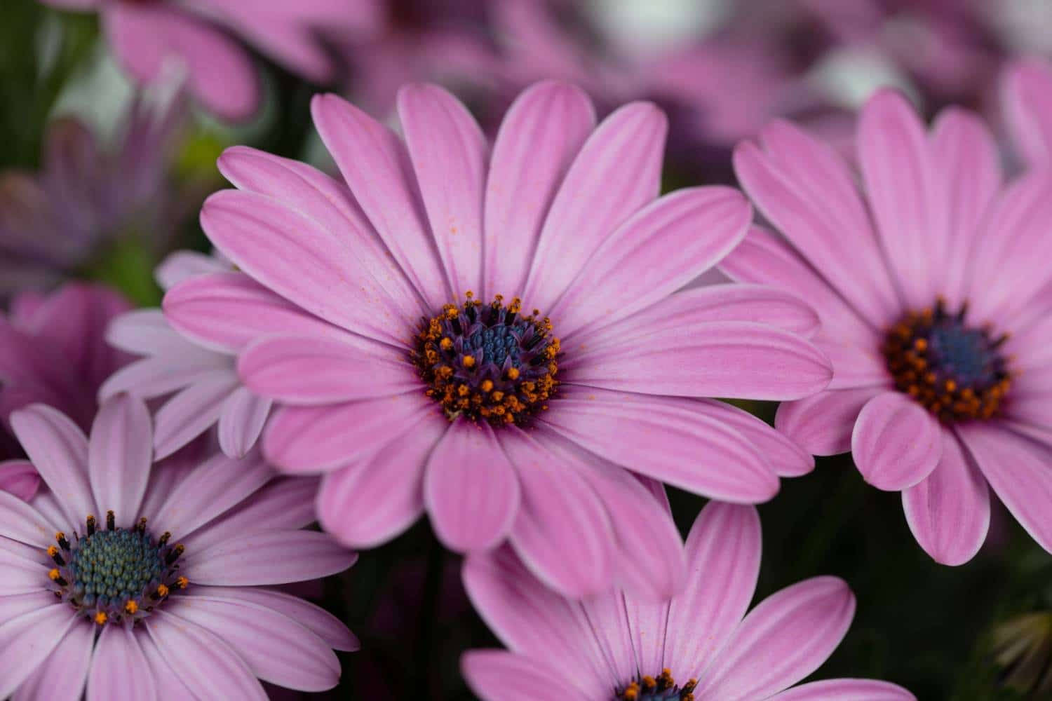 A Macro Close-up Of A Vibrant Yellow And Pink Flower Wallpaper