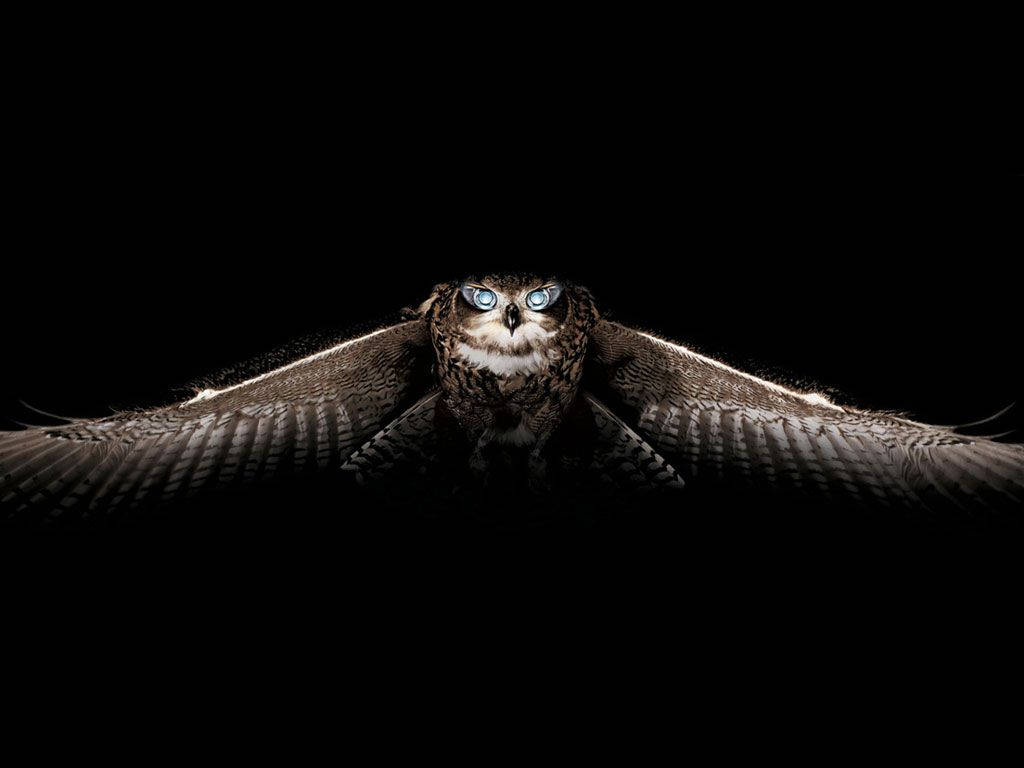 A Magnificent Black Owl, Staring Knowingly Ahead As It Effortlessly Soars Through The Sky. Wallpaper