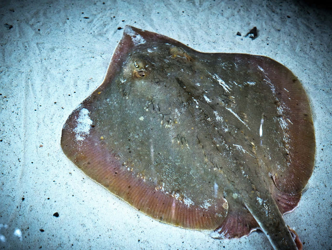 A Majestic Stingray Swimming Through Clear Waters Wallpaper