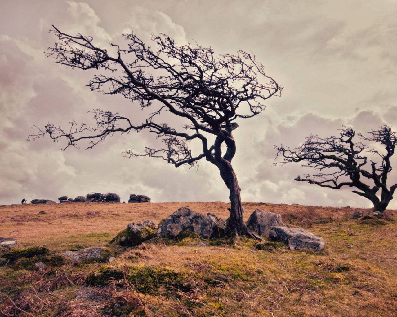 A Majestic Tree Withstands A Windy Day Wallpaper