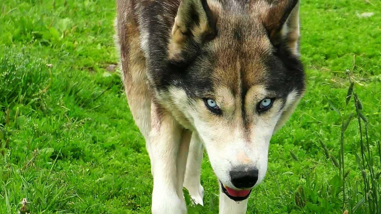 A Majestic Wolfdog In A Tranquil Forest Wallpaper