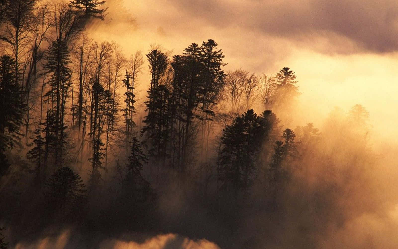 A Mountain With Trees And Clouds In The Background Wallpaper