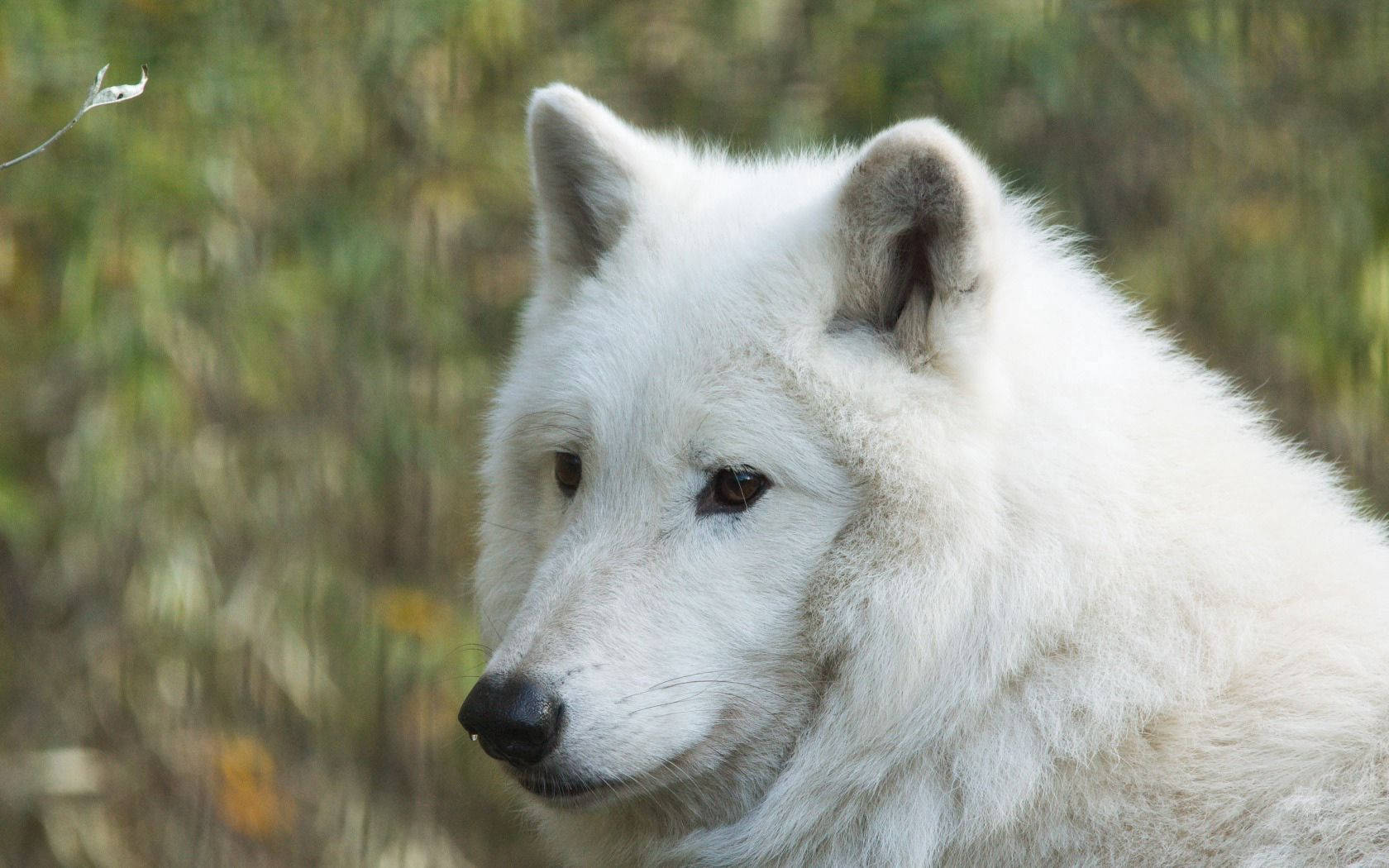 A Picture Of A Majestic White Wolf In The Wilderness Wallpaper