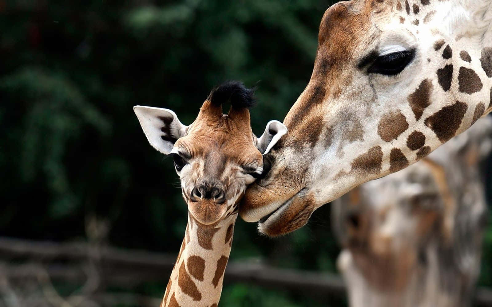 A Playful Moment Caught Of A Charismatic Giraffe Popping Its Head Into The Picture. Wallpaper
