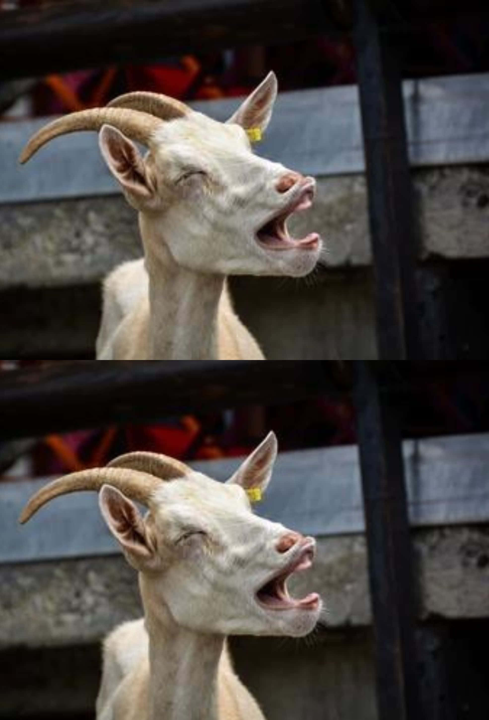 A Playful Young Goat Frolicking In The Open Fields. Wallpaper