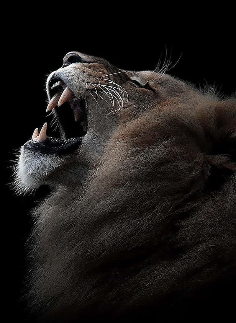 A Powerful And Courageous Lion Roars Out Into The Wilderness. Wallpaper