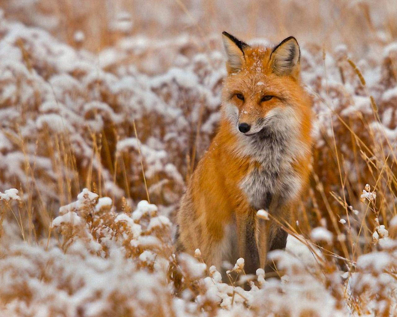 A Red Fox Resting On A Snowy Hill Wallpaper