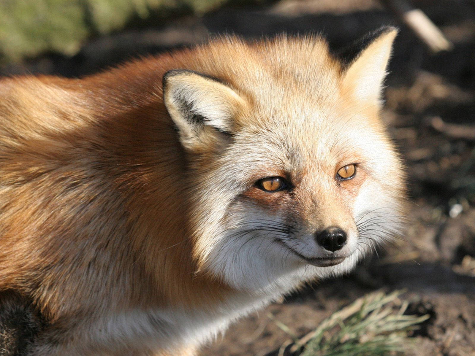 A Red Fox Sitting In The Snow Wallpaper