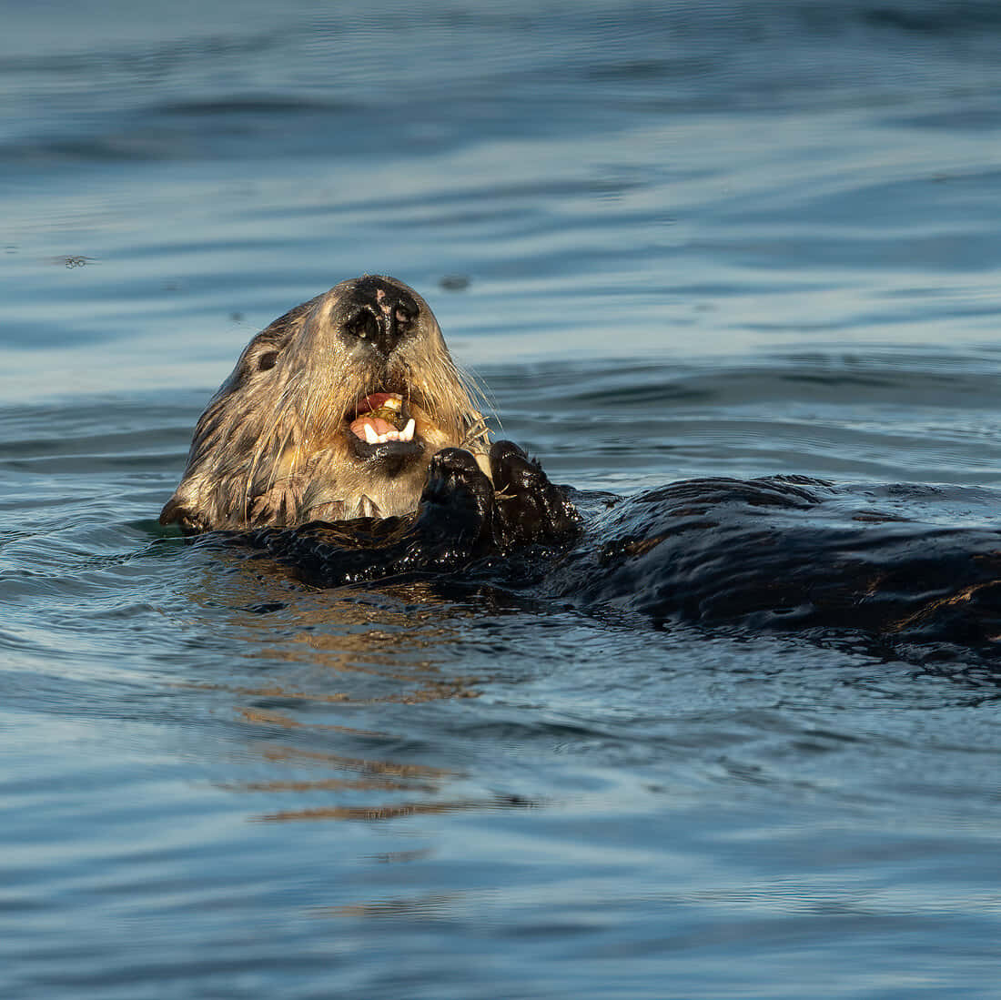 A Serene Moment Of A Sea Otter Floating In The Tranquil Waters Wallpaper