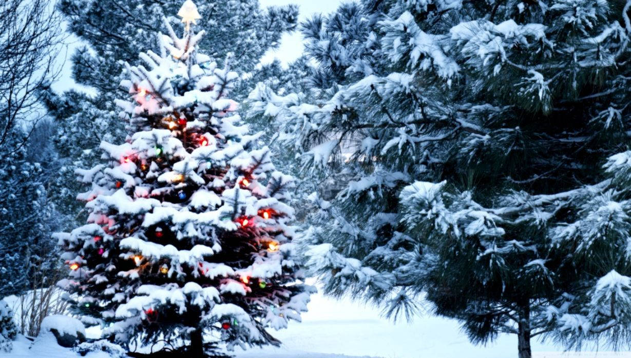 “a Serene Winter Wonderland As A Snow-covered Christmas Tree Stands Proud In The Forest.” Wallpaper