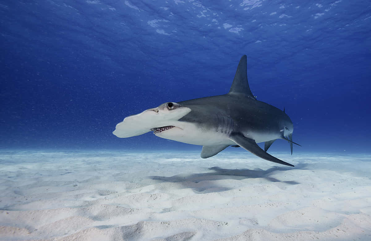 A Shark Swimming In The Ocean Wallpaper