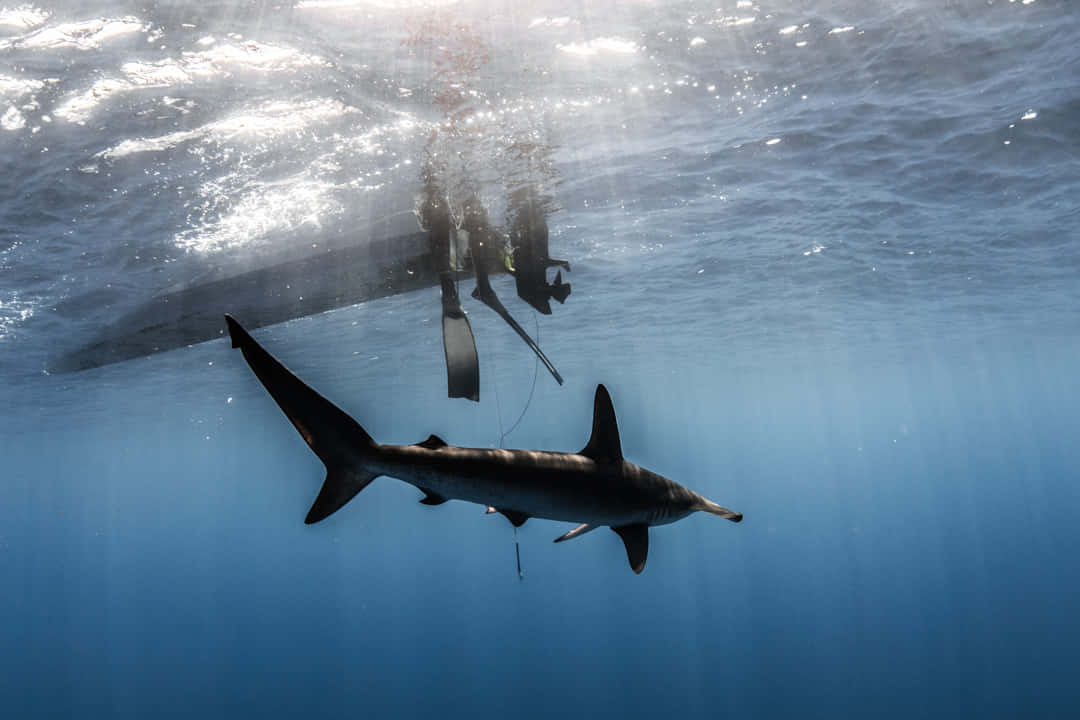 A Shark Swimming In The Ocean With A Boat In The Background Wallpaper