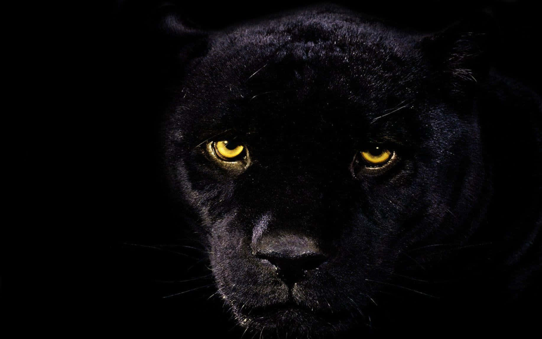 A Sleek And Powerful Black Jaguar In Its Natural Element Wallpaper