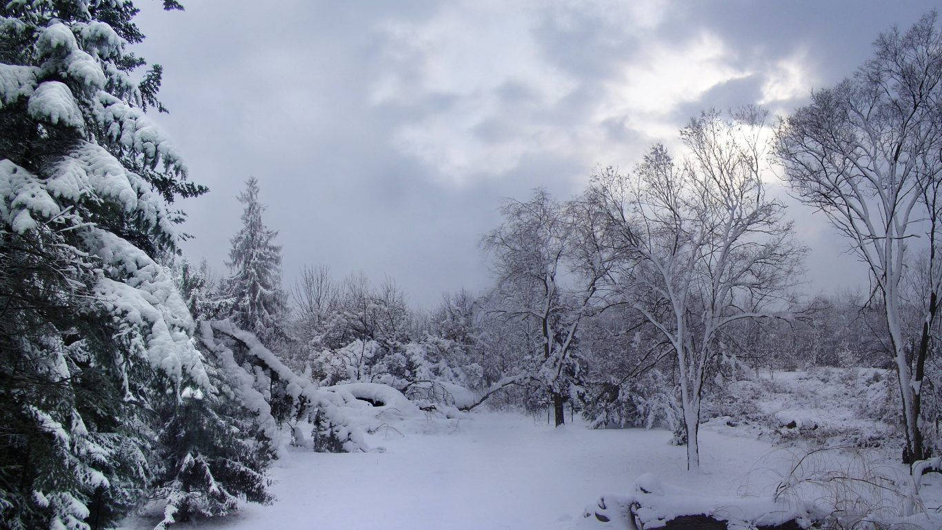 A Snow Covered Forest With Trees And Bushes Wallpaper