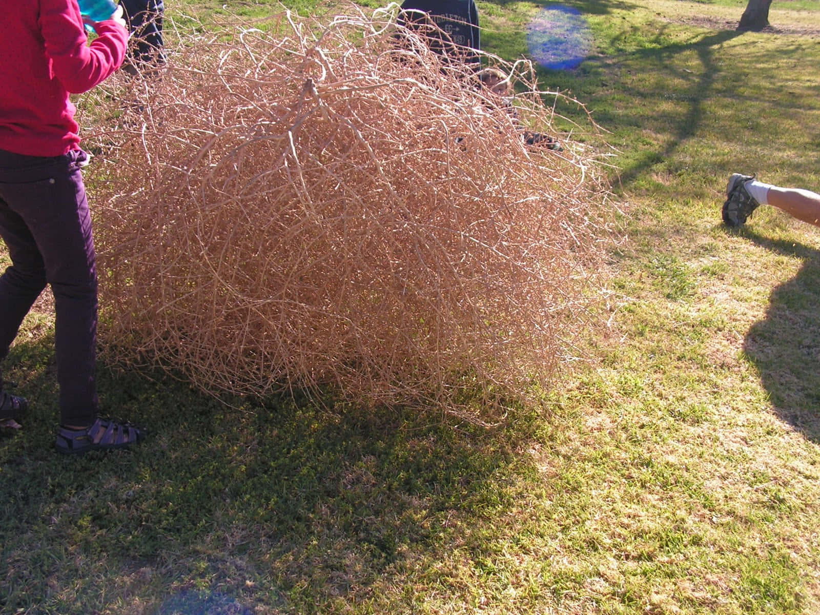 A Solitary Tumbleweed On A Serene Desert Landscape Wallpaper