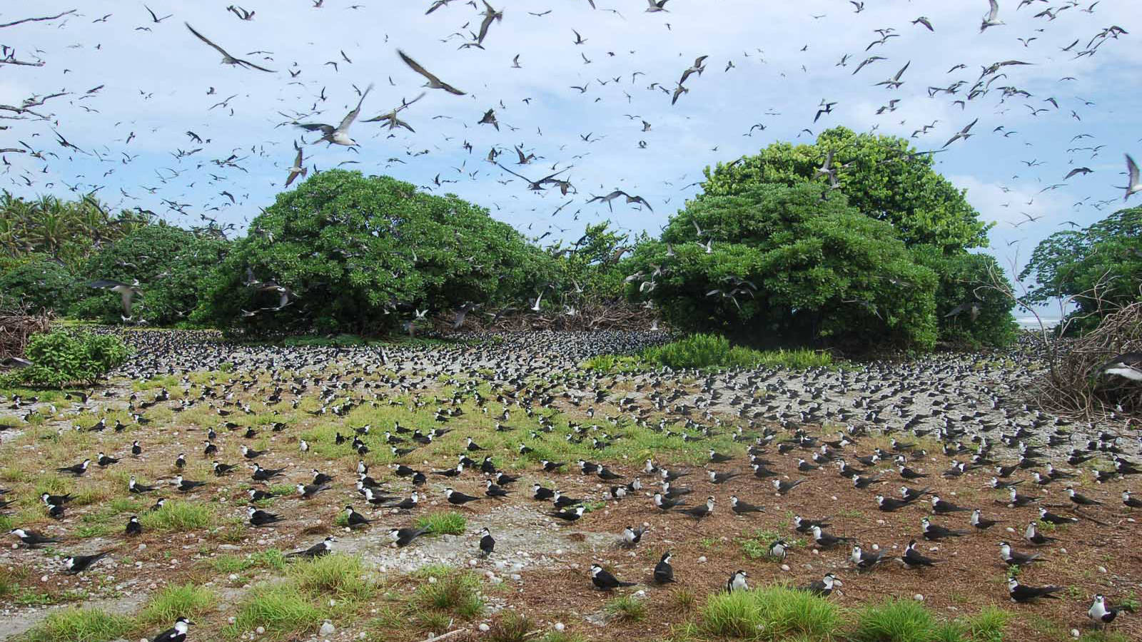 A Sooty Bird Colony On Palmyra Atoll Wallpaper