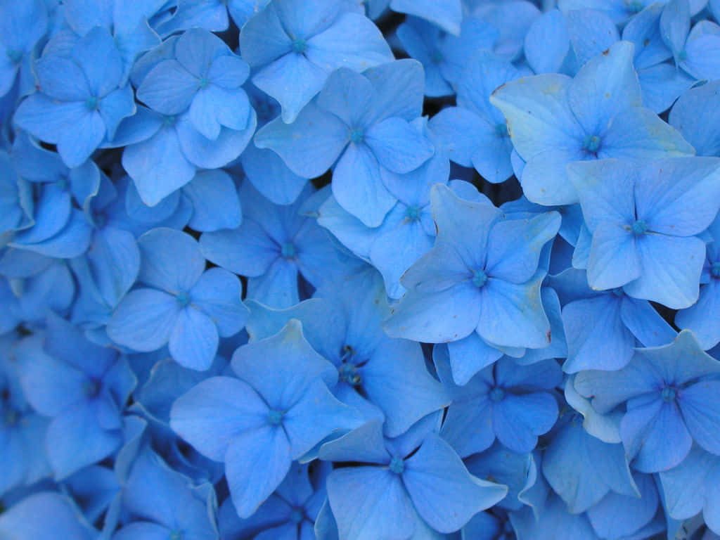A Splash Of Royal Blue Wallpaper