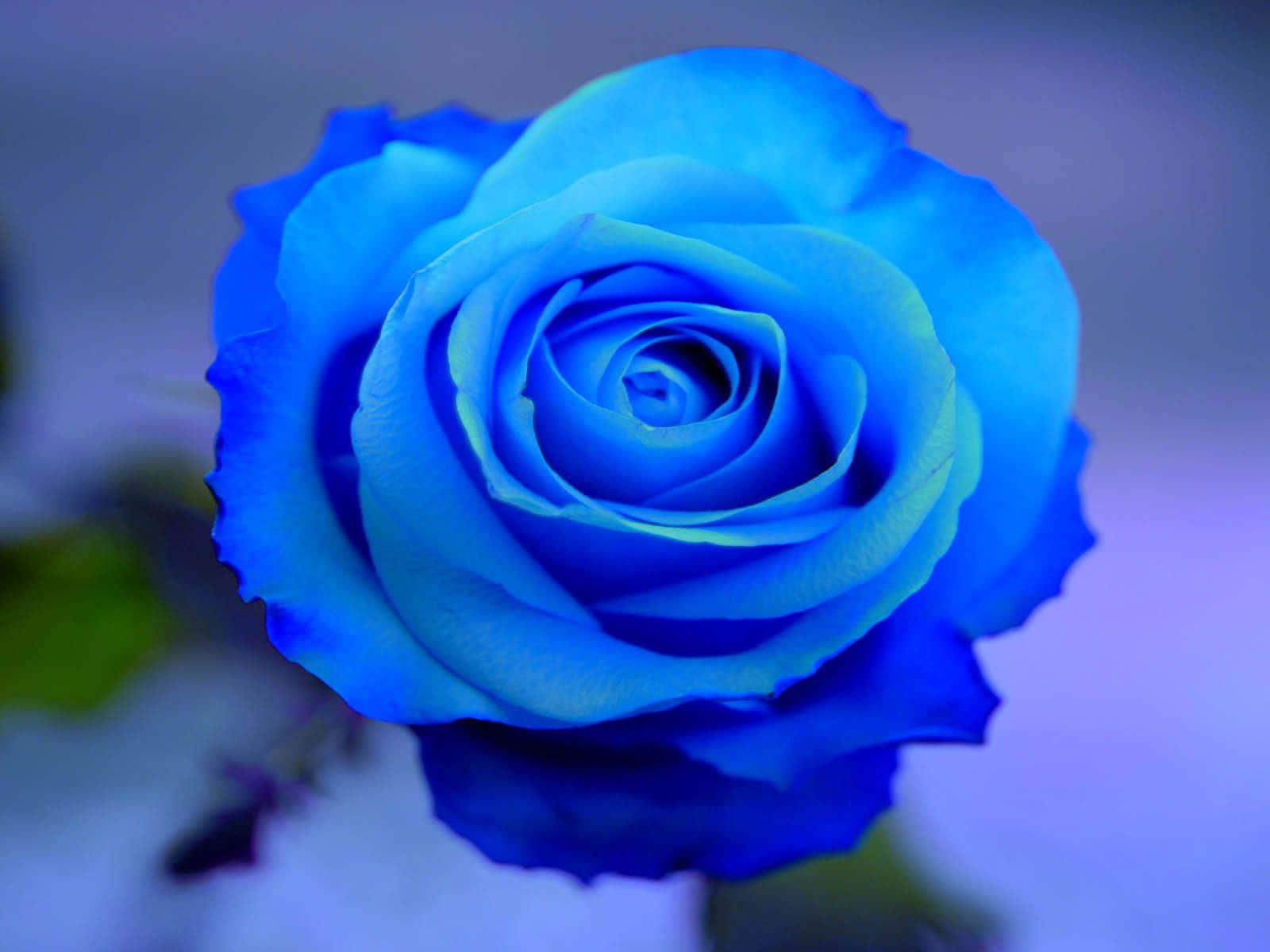 A Stunning Blue Petaled Rose Surrounded By A Soft Black Background. Wallpaper