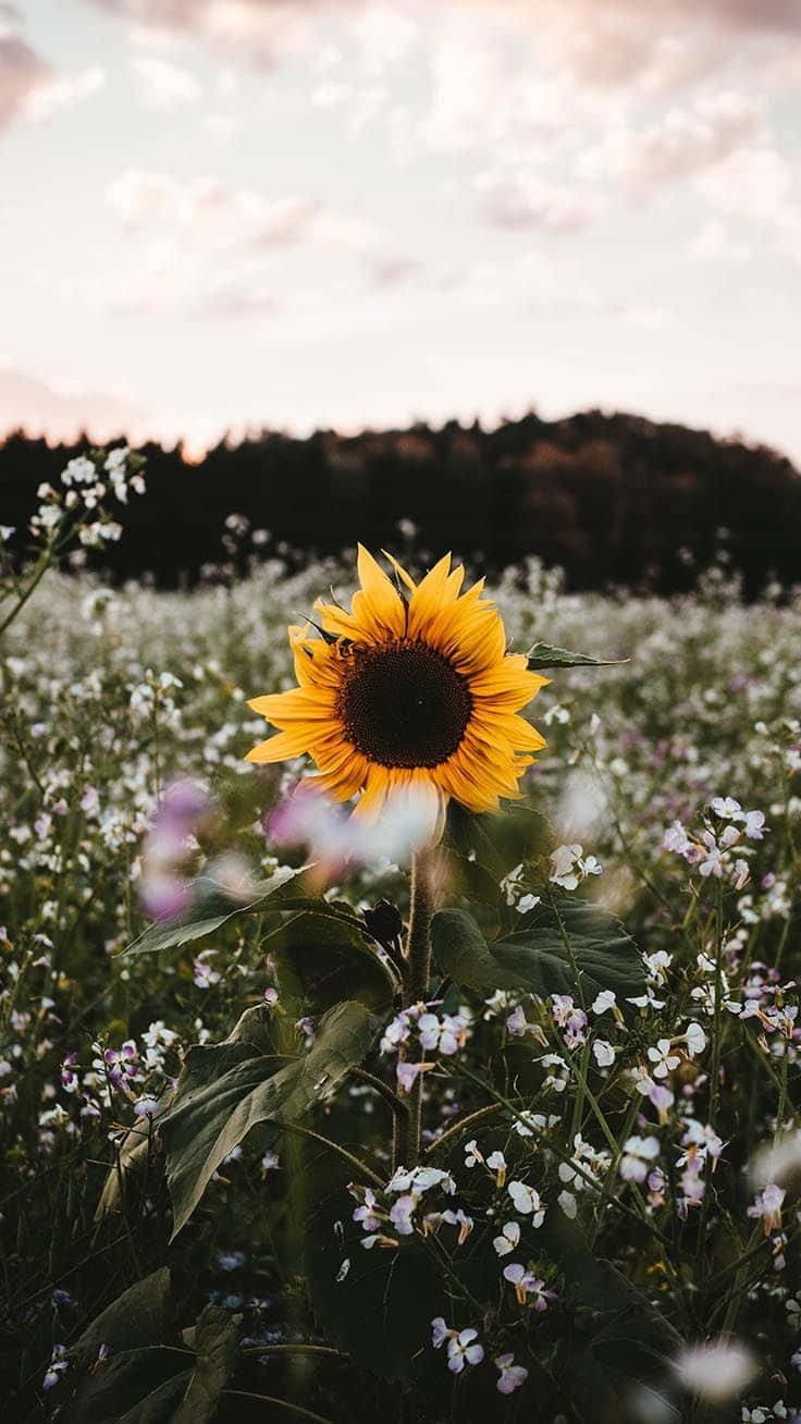 A Stunning Close-up Of A Cute Sunflower Wallpaper