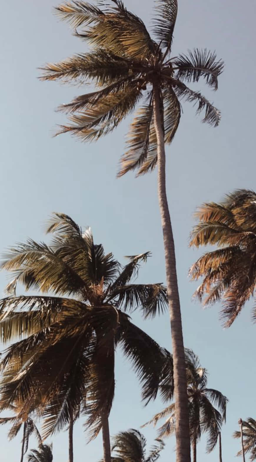 A Tropical Summer Day With A Picturesque Palm Tree Wallpaper