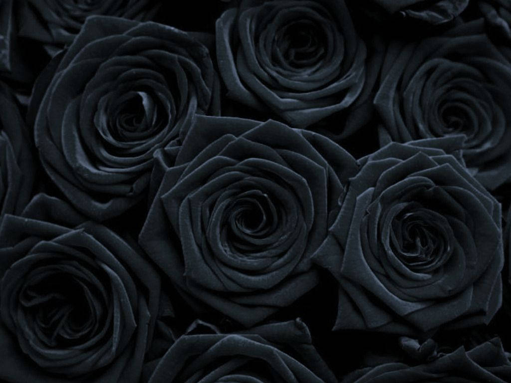 A Unique And Darkly Beautiful Bouquet Of Roses Wallpaper