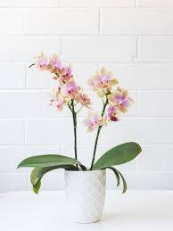 A Vibrant Orchid Pot Blooming In Full Glory Wallpaper