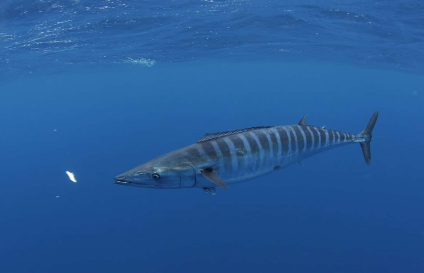 A Vibrant Wahoo Fish Swimming Underwater In Its Natural Habitat. Wallpaper