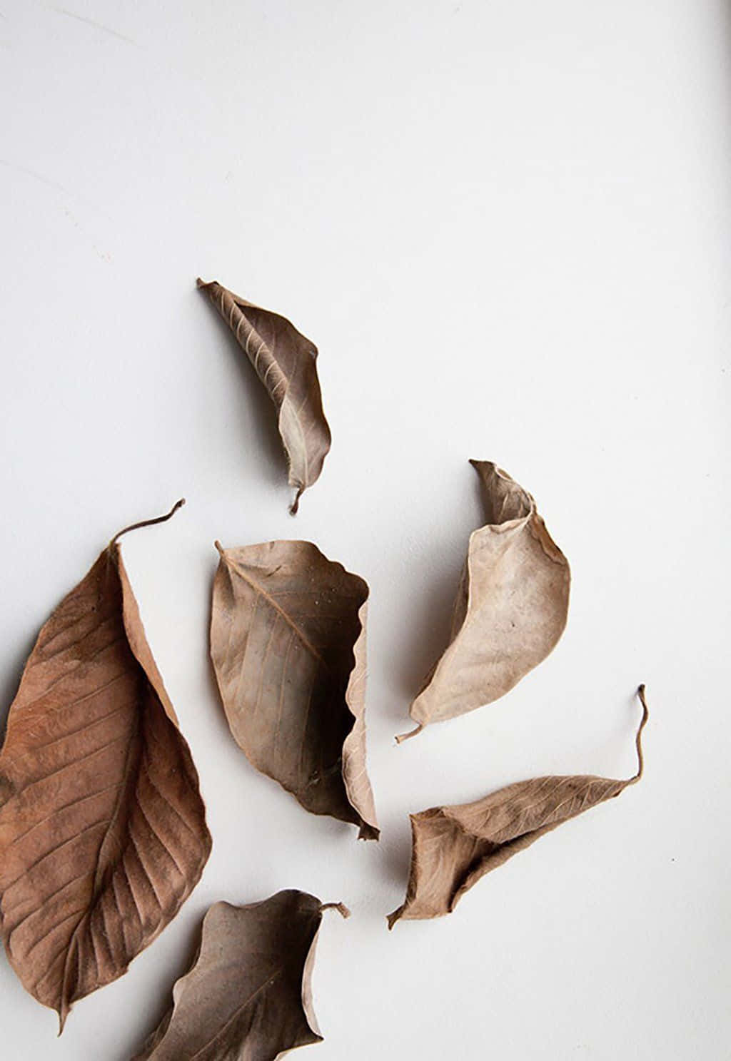 A White Table With Leaves On It Wallpaper