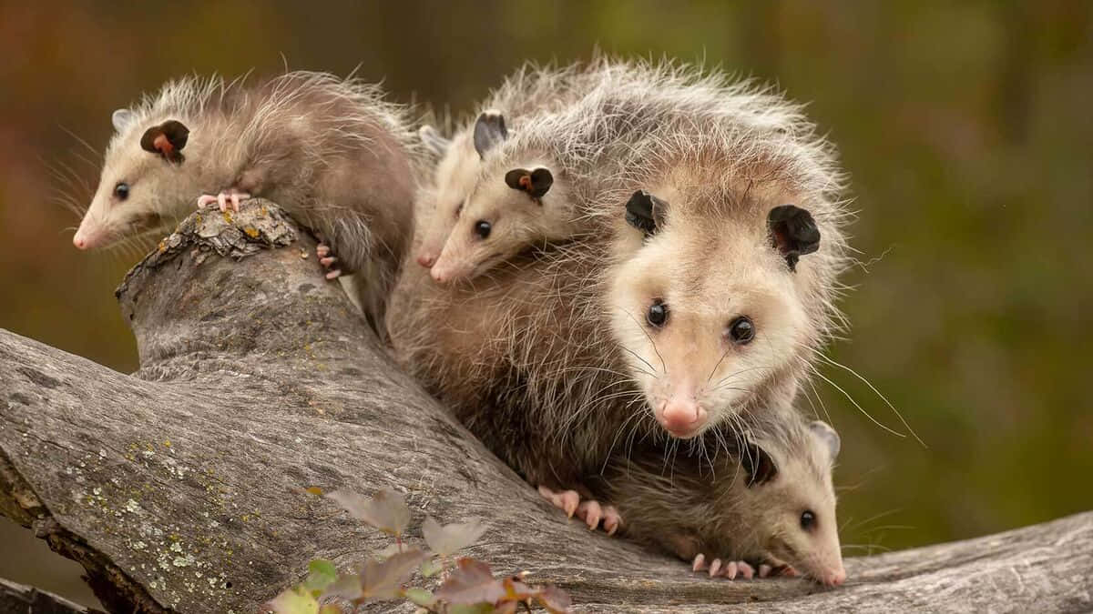 A Wild Opossum Roaming At Dusk Wallpaper