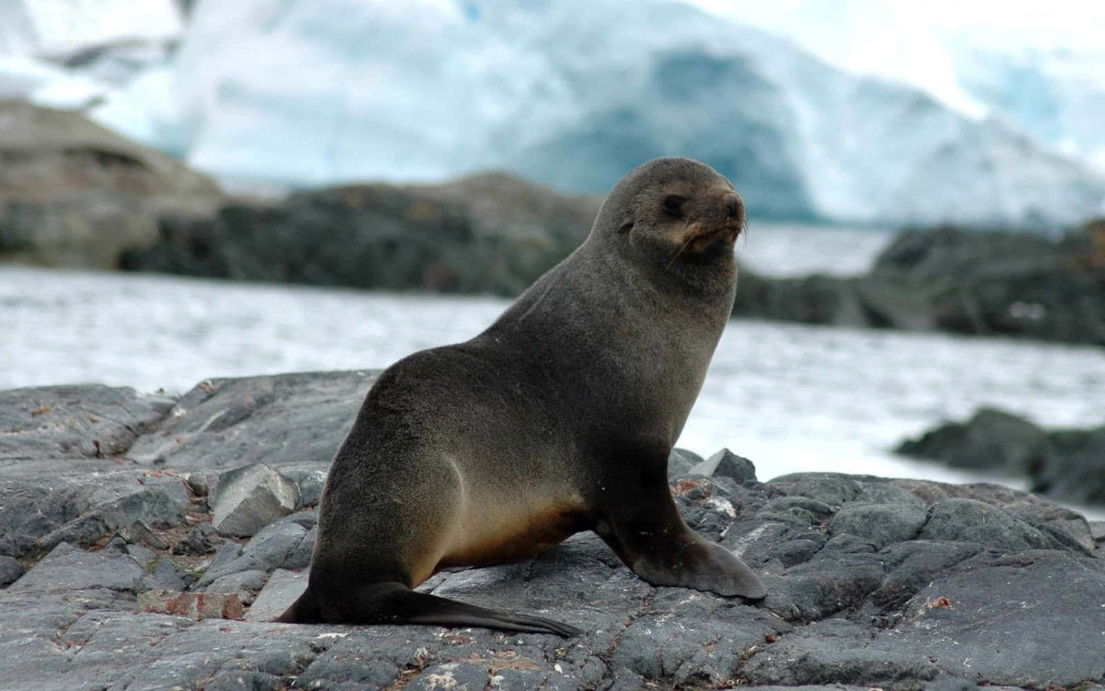 A Wild Seal Lounging On An Icy Landscape Wallpaper