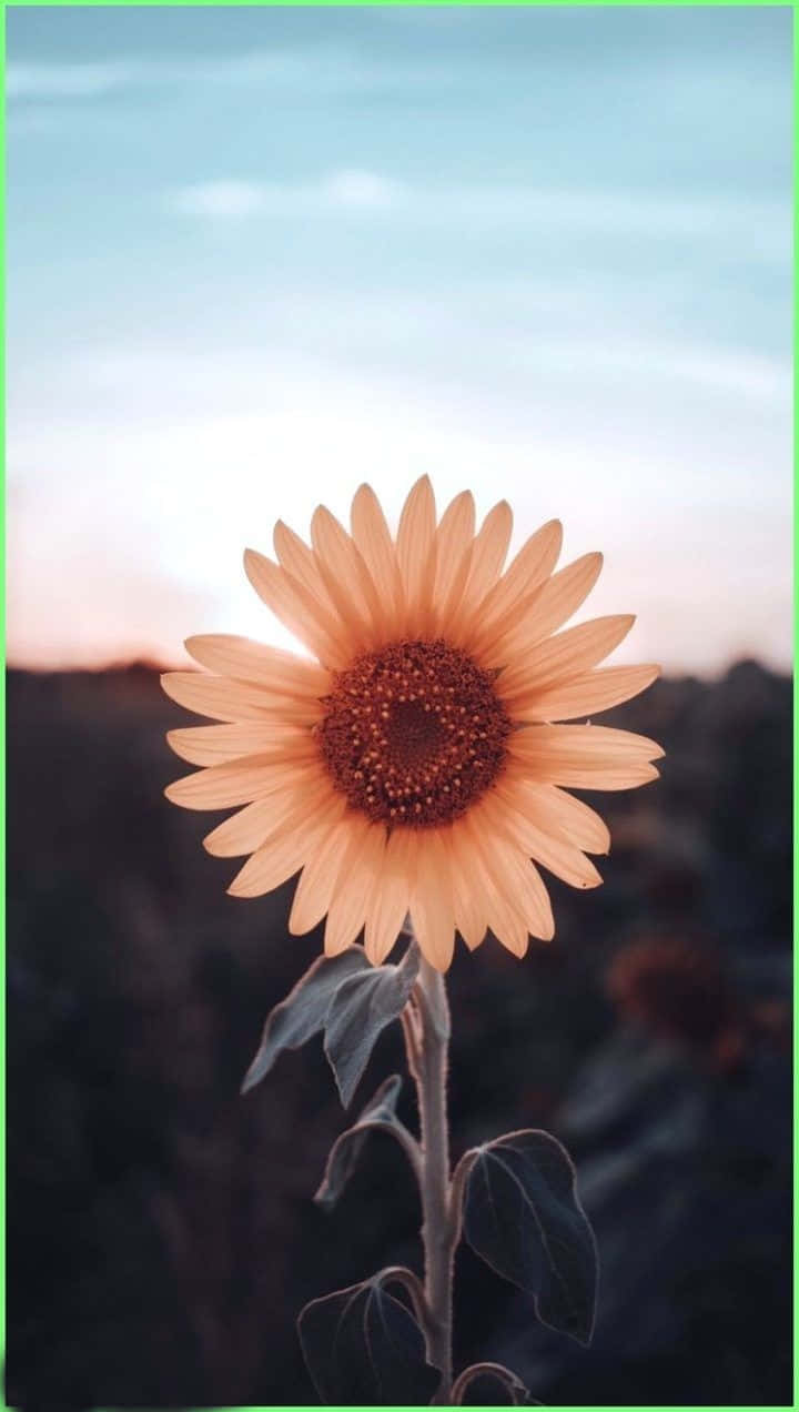 A Yellow And Brown Sunflower Looking Up At The Sun Wallpaper