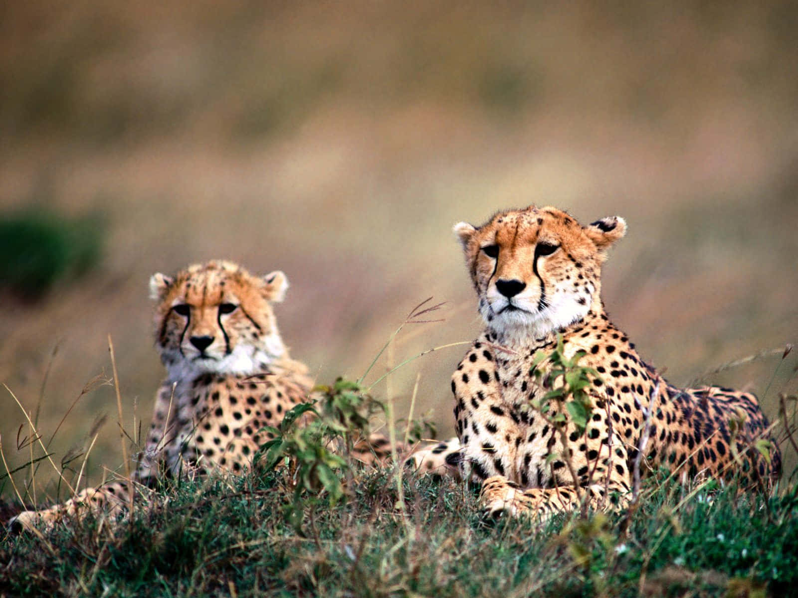 Adorable Baby Cheetah Wallpaper