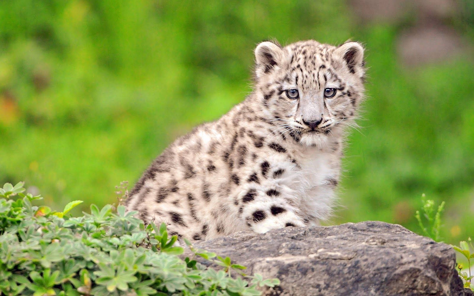 Adorable Baby Tiger Staring Intently Wallpaper