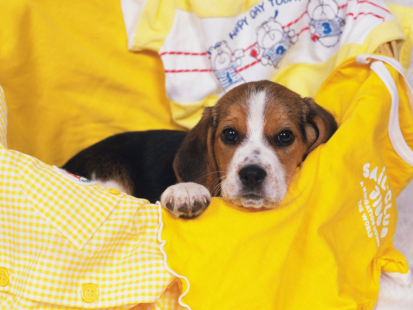 Adorable Beagle Puppy Playing Outdoors Wallpaper