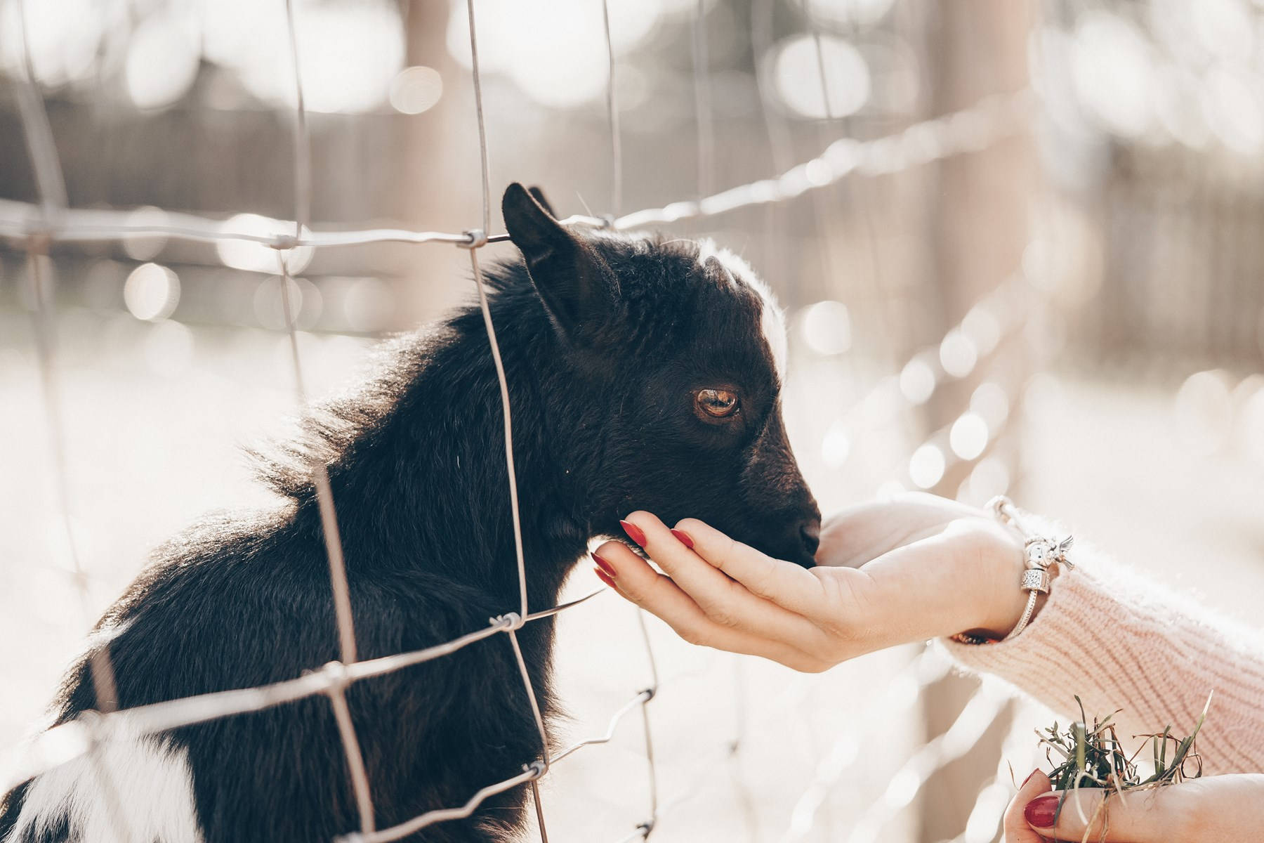 Adorable Black Baby Goat Enjoying A Meal Wallpaper