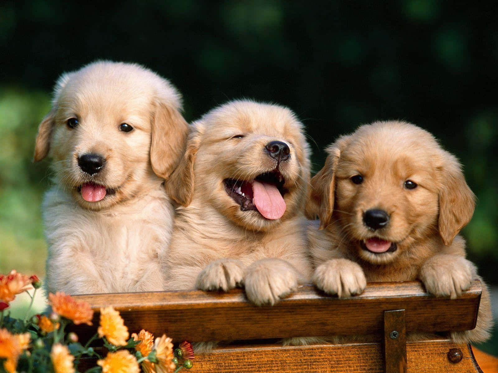 Adorable Golden Retriever Puppy In Field Of Flowers Wallpaper